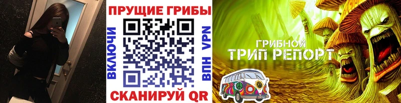 kraken зеркало  Пошехонье  Галлюциногенные грибы Psilocybe 